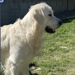 Mayor - Golden Retriever