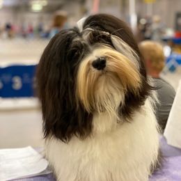 Drummer - Havanese