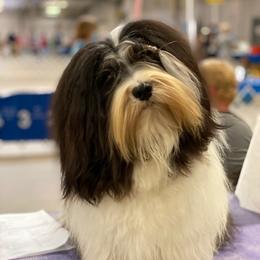 Drummer - Havanese