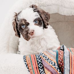 Sky - Brown white and tan male Cockapoo puppy in Montana from Parti Puppies