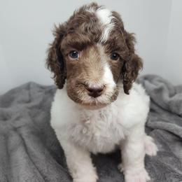 Linus - Parti male Poodle puppy in Dover, Delaware from Dogtastic Poodles