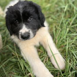 Asparuh (Ahs-par-roof) - White and black male Karakachan puppy in Hogansville, Georgia from Goshen Highlands