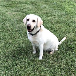 XENA - Labrador Retriever