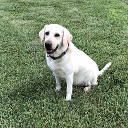 XENA - Labrador Retriever
