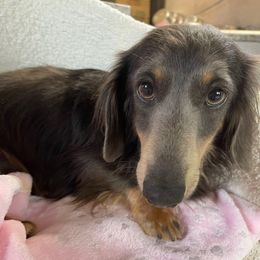 Baby blue - Dachshund