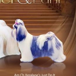 Cocker Spaniels and Shih Tzus from Tru-Luv Cockers & Shih Tzu