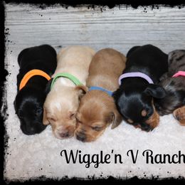 Dachshund and Pug Puppies from Wiggle'n V Ranch