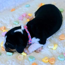 Beagle Puppies from Jennifer Knapp's Beagles