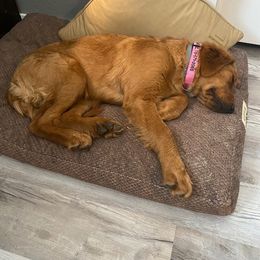 Golden Retriever Puppies from Mountain View Farms - World Class Golden Retrievers