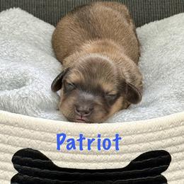 Boy 3 - male Dachshund puppy in Raleigh, North Carolina from McLovin Doxies