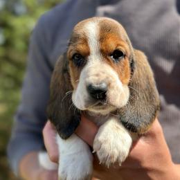 Male 4 - Black brown and white male Basset Hound puppy in Lindley, New York from Hill Top Basset Hounds & Cane Corso