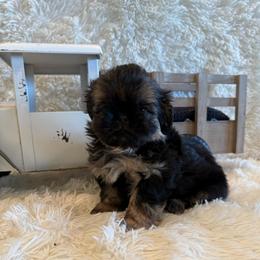 Oakley - Black and tan male Shih Tzu puppy in Success, Missouri from Sweet Success