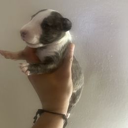 Girl 2 - Brindle and white female Miniature Bull Terrier puppy in Corona, California from Joyful_minibulls
