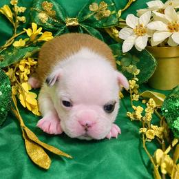 Red Lady - Red female Boston Terrier puppy in George West, Texas from JT Bostons