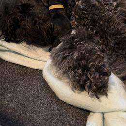 Hemlock - Blue and black male Kerry Blue Terrier puppy in Sykesville, Maryland from Black Sails