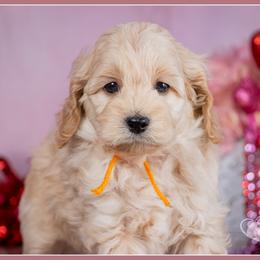 Damian - Red male Cockapoo puppy in Connersville, Indiana from Deaz Doodle Ranch