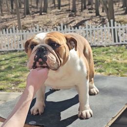 Monroe - Bulldog