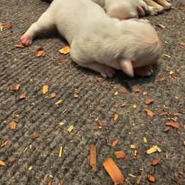 Pink - Yellow female Labrador Retriever puppy in Lititz, Pennsylvania from R&M Labrador Retriever Puppies
