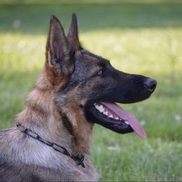 German Shepherds from Telschow Shepherds