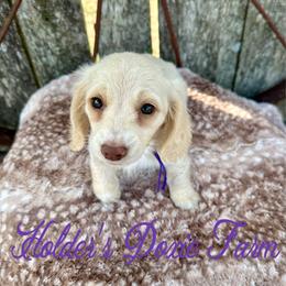 January 2700 - Cream female Dachshund puppy in Atwood, Oklahoma from Holder’s Doxie Farm