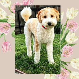 Lady - Goldendoodle