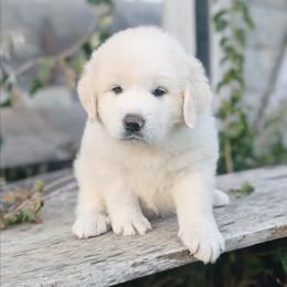Forest Green - White and tan male Great Pyrenees puppy in Yakima, Washington from Naches Heights Ranch