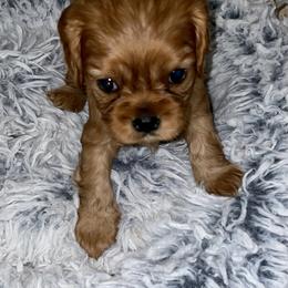 Cavalier King Charles Spaniel Puppies from Cassie’s Cavaliers
