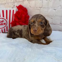 Dewey - Dapple male Dachshund puppy in Colbert, Oklahoma from Brooke Crenshaw