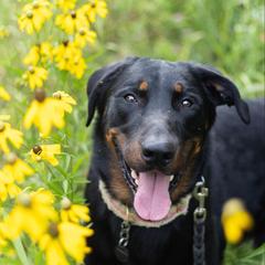Troubadour - Beauceron