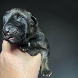 Geri - Sable female German Shepherd puppy in Oakland, Oregon from VHM German Shepherds
