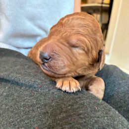 Angel - Apricot female Goldendoodle puppy in South Fulton, Georgia from Golden Paws Farm