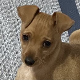 Miniature Pinscher Puppies from Copperspur kennel