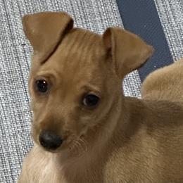 Miniature Pinscher Puppies from Copperspur kennel