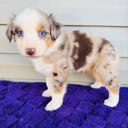 Max - Red merle male Australian Shepherd puppy in Charlotte, North Carolina from Awesome Aussies