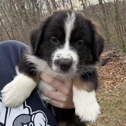 Valentino - Black tri-color male Australian Shepherd puppy in Yadkinville, North Carolina from Gold Leaf Farm & Kennels