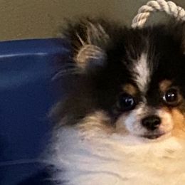 Jack Jack - Tri-colored Pomeranian puppy in Victorville, California from Fitch Park Pomeranians
