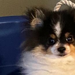 Jack Jack - Tri-colored Pomeranian puppy in Victorville, California from Fitch Park Pomeranians