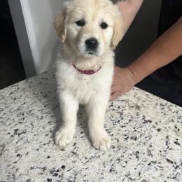 Golden Retriever Puppies from Wise-Taylor Goldens