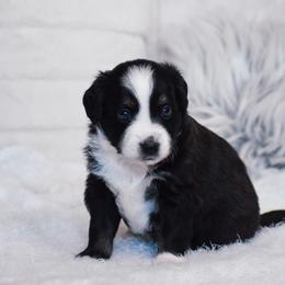 Bramble - Black tri male Miniature American Shepherd puppy in Chocowinity, North Carolina from Foxtail Hollow