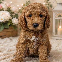 Girl 2 - Apricot female Goldendoodle puppy in Haleyville, Alabama from Susan’s Prefurred Doodles
