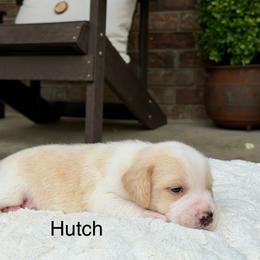 Hutch - Lemon and white male Beagle puppy in Mansfield, Missouri from Rippee Creek Kennel