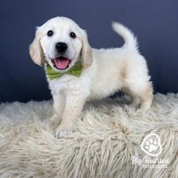 Dutch - White male Companion Cross puppy in Utah County, Utah from Big Hearted Breeders