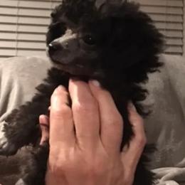 Poodle Puppies from Always Best Kennels, Inc