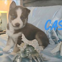 Casey - Red and white male Siberian Husky puppy in Spring Hill, Florida from Whitmore Wolfpack LLC