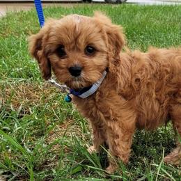 Cavapoos and Poodles from Huck's Adventures