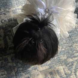 Shih Tzu All Grown Up from Denise Roach