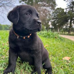 Male 8 Black - Brown Collar - Black male Labrador Retriever puppy in Beaverdam, Virginia from Gold Heart Labradors