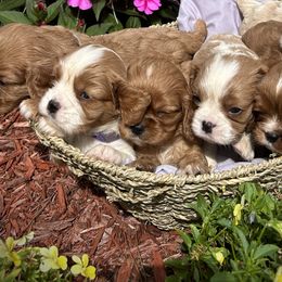 Cavalier King Charles Spaniels from Dorcas Hooks