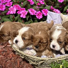 Cavalier King Charles Spaniels from Dorcas Hooks
