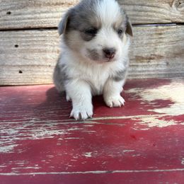George - Blue merle and white male American Corgi puppy in Preston, Idaho from KC Bar